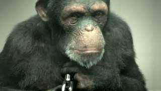 Developing a 100% CGI Chimp for PETA's "98% Human"