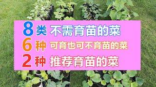 【懒人种菜法】8种不需要育苗, 直接播种的菜, 很多因素要考虑, 育苗经验分享