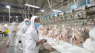 chicken processing - cut up line - manual operation in the chicken processing plant / slaugherhouse