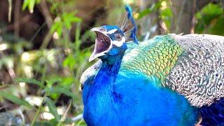 Peacock sounds female & male original | mor morni ki awaaz | peacock peahen voice