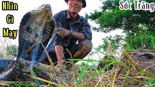 Một Bờ Kênh Bắt Hơn 10 Con Hổ Đất| Mười Thương Săn Bắt