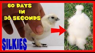 CHICK STAGES Original Silkie hen all growth stages in one minute Gallina Silkie  etapas en un minuto