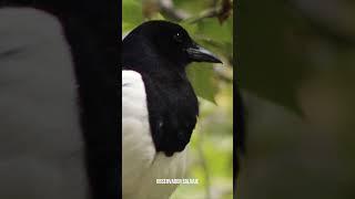  #urraca #eurasian #magpie #pie #bavarde #elster #gazza #saksağan #pega #rabuda #ekster #shorts