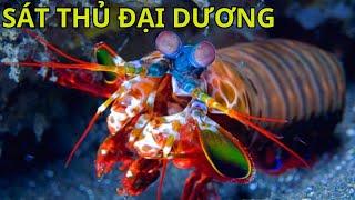 Scuba Diving Profession Hunting for Ocean Killer: King Mantis Shrimp