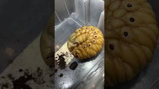 Личинка #москва #экзотика #zoolife #zooanimals #shortvideo #reptile #выставка #личинка #рептилиум
