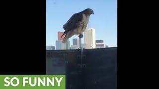 Urban hawk leaves "surprise" on downtown balcony