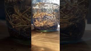 Making echinacea tincture, turning compost, checking the honeybees, homemade ginger beer 3.4.24