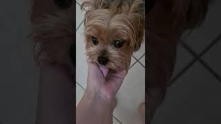 My yorkie saying good morning everyday #yorkie #dog #cutedogs