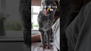 Great Grey Owl 3 weeks long leg stretch #shorts #owl #birds #baby #cute #funny #legs #pets