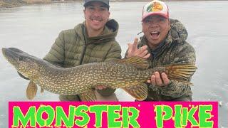 MASSIVE PIKE FISHING ALBERTA