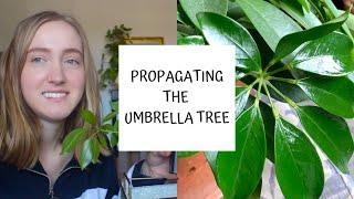 How to Propagate the Umbrella Tree | Schefflera