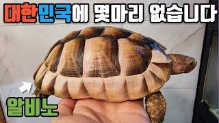 저도 처음봤습니다.대한민국에 몇마리 없는 육지거북이가 옥탑방에 왔습니다