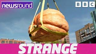 Strange News: Massive Pumpkins and Speed Golf | Newsround