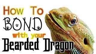 How To Bond With Your Bearded Dragon