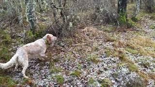 Setter inglese (Belen) beccacce Scozia 22/23 (parte 2). English Setter hunting woodcock Scotland