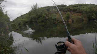 ¡Atrapando monstruos en la cienaga con perdigon: truchas gigantes!