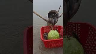 Many fish caught from the Padma River #fishing #fishingislife