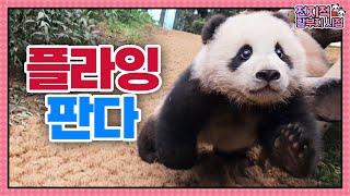 (SUB) Flying Panda? Baby Pandas Run Very Fast │Panda World