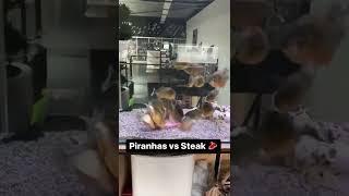 piranhas vs steak#aggressive#aquarium#feeding#piranha#possessive#subscribe#support#fish#steak#share