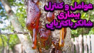 بیماری شانکر باکتریایی چیست و نحوه ی مبارزه با آن آموزش و درمان گیاهان ودرختان