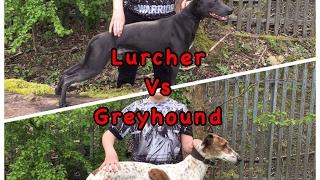 Greyhound Vs Lurcher who is faster a greyhound or Lurcher, fastest dogs in the world, top 10 dogs