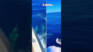 Волшебное морское путешествие #сардиния #италия #sardegna #travel #влоги #влог #киты #дельфины #море