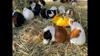 Guinea Pig herd  smashing the pumpkin