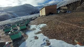 кавказские пчелы.пчелы зимовка.зимовка пчел.гелхен.кавказская порода пчел в изоляции от других пород