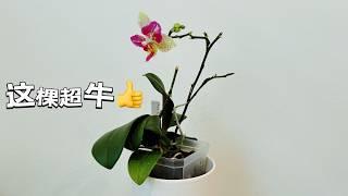 【24032】啥原因，这棵蝴蝶兰，疯狂长芽儿，这么爱开花【静姐说花】