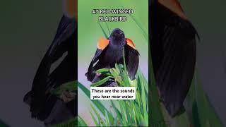 Iconic Bird Sounds #birdsounds