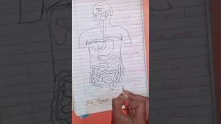 The human digestive system #nursingstudent #youtubeshorts #viralvideo #medicalstudent #neet2023