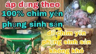 Hướng dẫn nuôi chim yến phụng sinh sản | Lâm Phạm