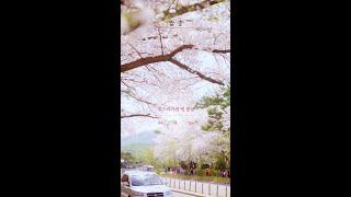 짧아서 더 아쉬웠던 봄날의 벚꽃 #shorts [유한킴벌리]