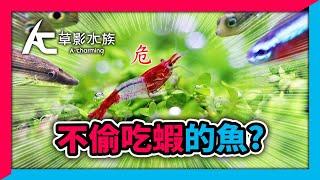 有沒有不吃蝦的魚？3個把蝦子越養越多的密技教學！｜AC草影水族