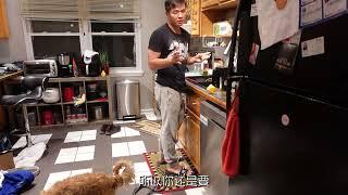 让狗狗不要在家乱咬东西的家庭训练 dodo vlog 22