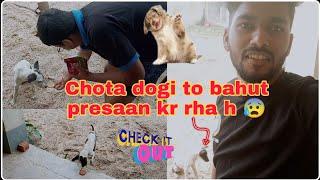 Chota Doggy ke saath masti  // Vikram Virat vlogs