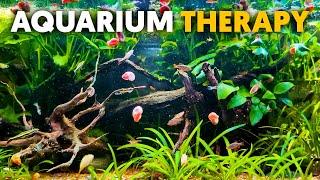 Aquarium Therapy  Harmony In My Jungle Community Aquarium