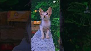 cat is looking you#shortvideo #short #animalove #bts #comedy #tiktok #trending #viralshorts #pets