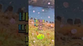 바람에 띄우는 편지#suno#마음공부#그리움#자유로운영혼 #아픔#새싹 #사랑#바람