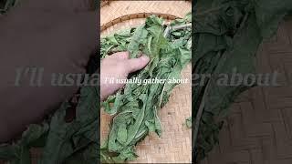 Sleeping potion from wild lettuce - recipe. #foraging #herbalmedicine
