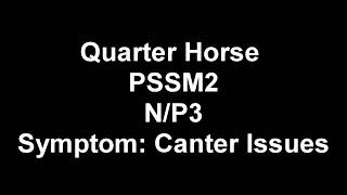 Symptoms Of MIM (PSSM2)- Canter Issues (Quarter Horse Mare)