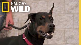 A Doberman Learns to Socialize  | Dog: Impossible