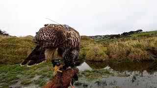 Falconry Goshawk Chasing Duck