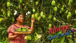 So many Mangoes in the tree, Cook It or Not! indeed you may eat them in raw | Traditional Me