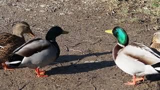 Enten schnattern quaken ducktales ;) ducks talking