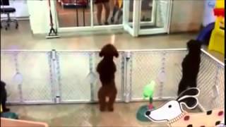 Dancing dog