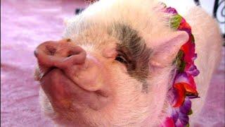 Nelly the Clever Pig | Extraordinary Animals | BBC Earth