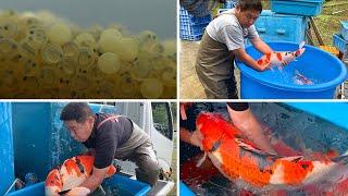 From Birth to Jumbo Koi **The life cycle of a Fish**