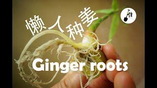 懒人种姜如何生根！用超市里的菜菜生菜要先生根！The easiest way to grow ginger roots! ( English - Sub)