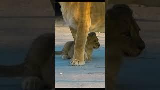 Ой как страшно!!! Львенок под маминой защитой. Тайган Lion cub under the protection of its mother.